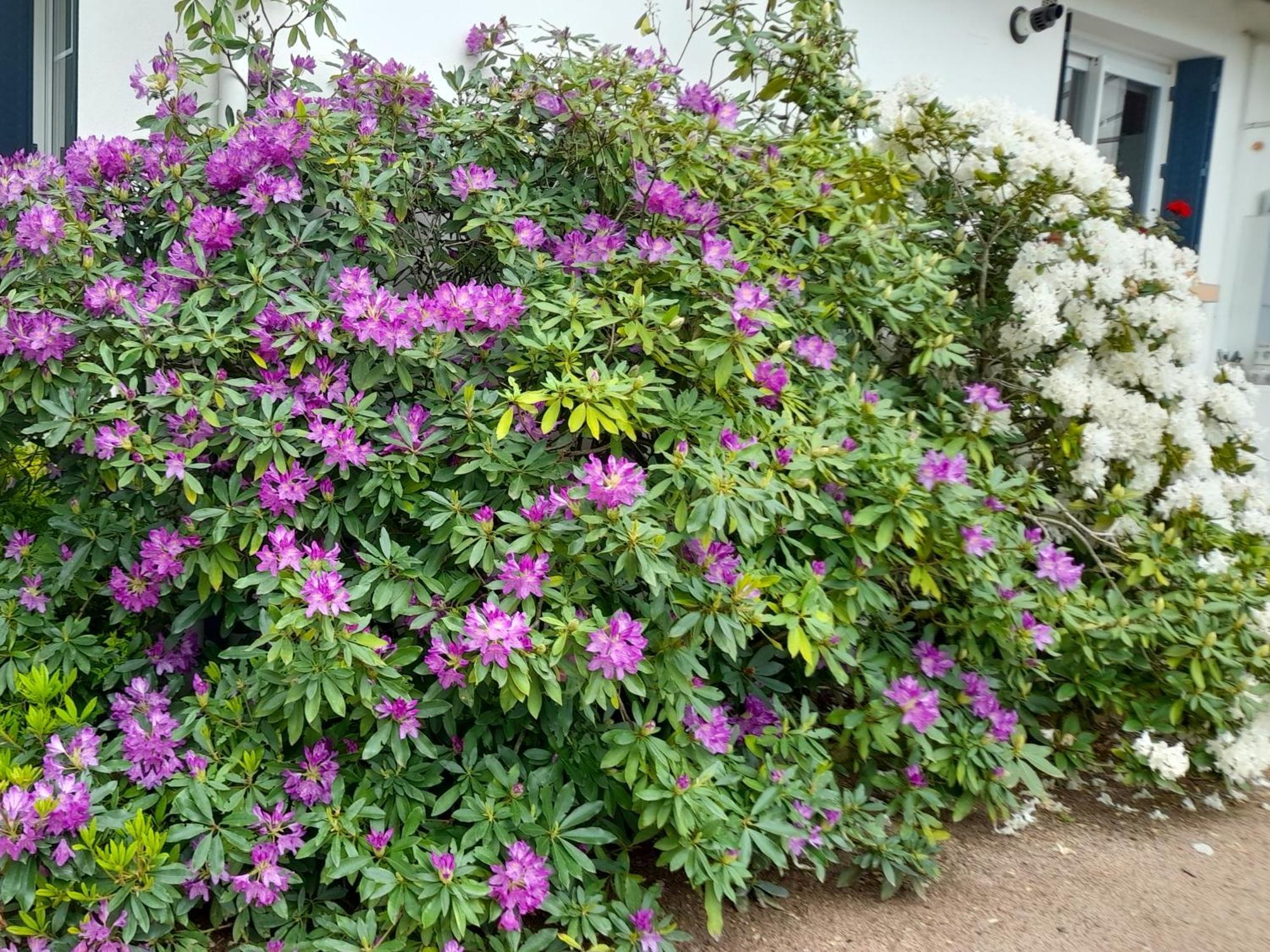 Les Abelias Bed & Breakfast Hauterive  Bagian luar foto